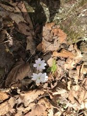 Hepatica acutiloba
