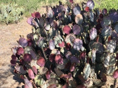 Opuntia santa-rita