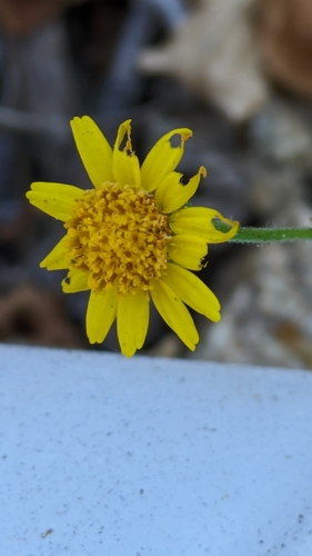 Image of Perityle cuneata by (c) James C. Davis, some rights reserved (CC BY-SA)
