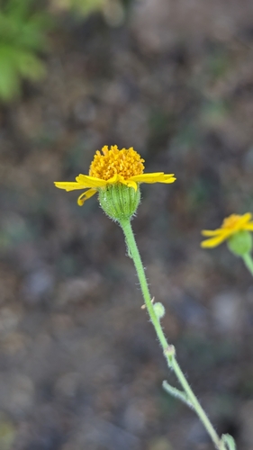 Image of Perityle cuneata by (c) James C. Davis, some rights reserved (CC BY-SA)