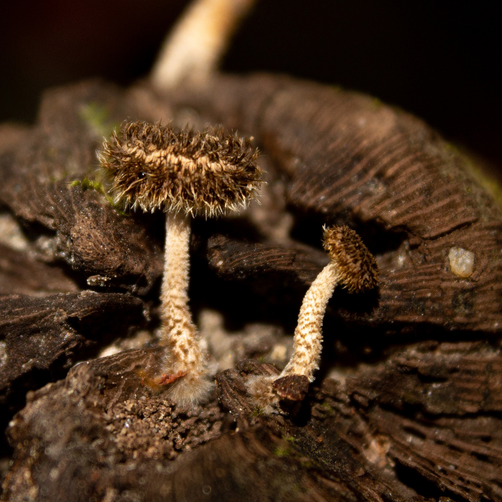 Lentinus berteroi · March 2024 · photo: © elkinjmf (iNaturalist, cc-by)