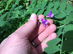 Lathyrus polyphyllus