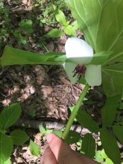 Trillium rugelii