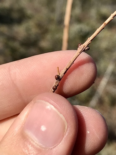 Larch Casebearer Moth photo 2