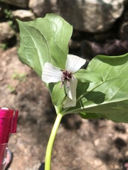 Trillium rugelii