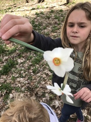 Narcissus poeticus