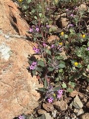 Collomia diversifolia