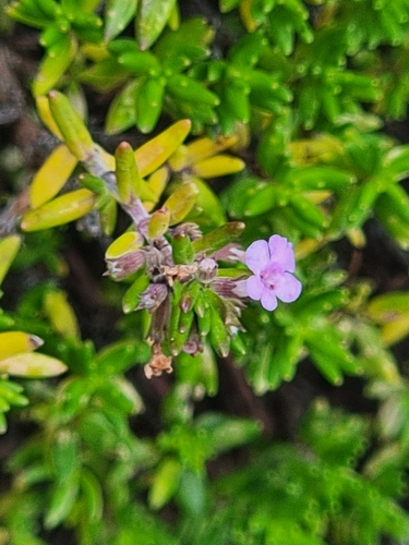 Image of Micromeria maderensis by (c) Vítor Jorge, some rights reserved (CC BY)