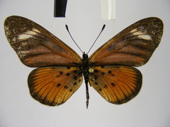 Acraea pelopeia
