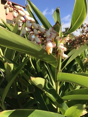 Alpinia nutans