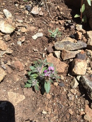 Collomia diversifolia