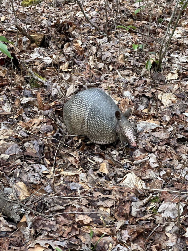 Nine-banded Armadillo from Young Harris, GA 30582, USA on February 28 ...