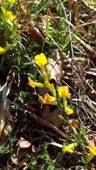 Chamaecytisus ratisbonensis