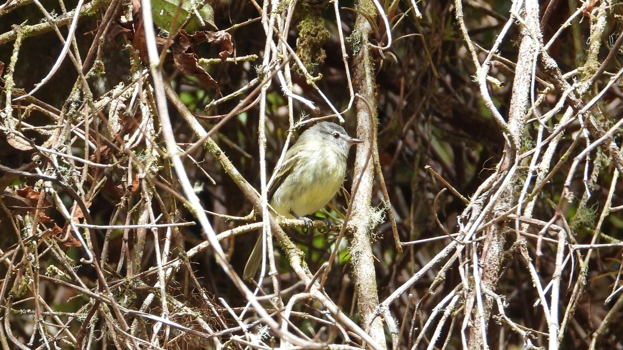 White-fronted Tyrannulet illustration