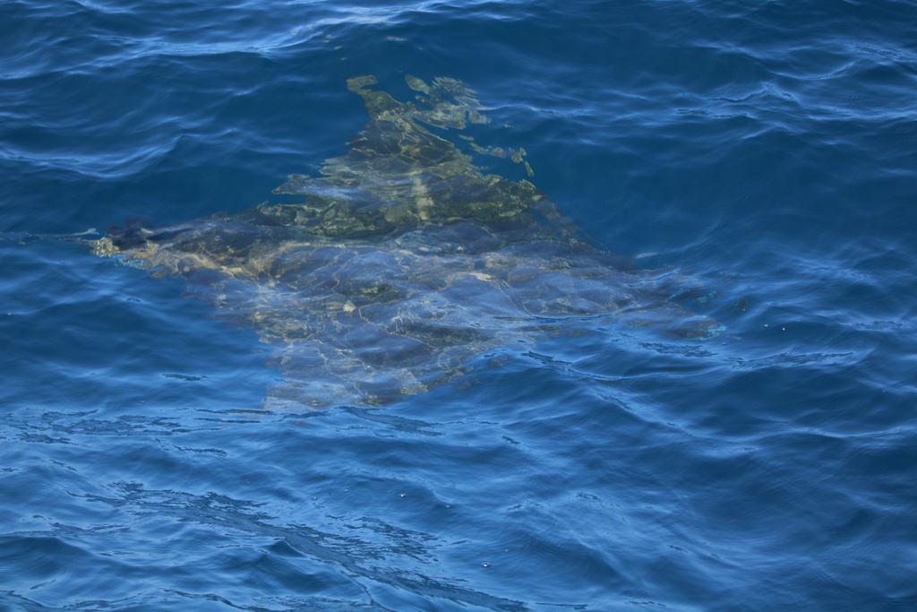 Sicklefin Devil Ray in September 2022 by keithleonar · iNaturalist