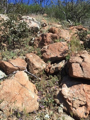 Collomia diversifolia