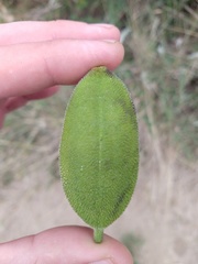 Amphilophium carolinae