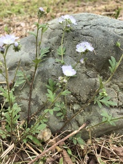Phacelia dubia