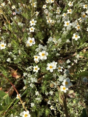 Leptosiphon parviflorus