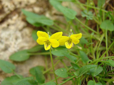 Viola guadalupensis