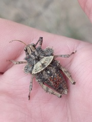 Graea horrida