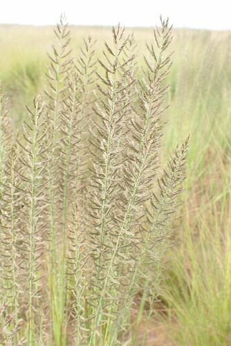 Image of Pogonarthria squarrosa by no rights reserved