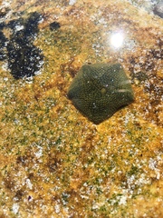 Parvulastra dyscrita