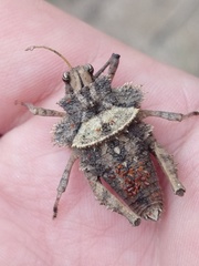 Graea horrida