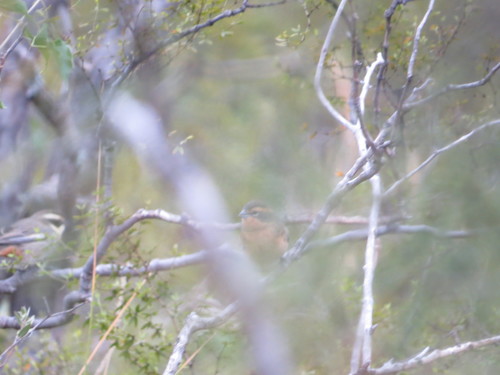 Cinnamon Warbling Finch (Poospiza ornata), photo 2