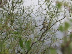 Microspingus torquatus