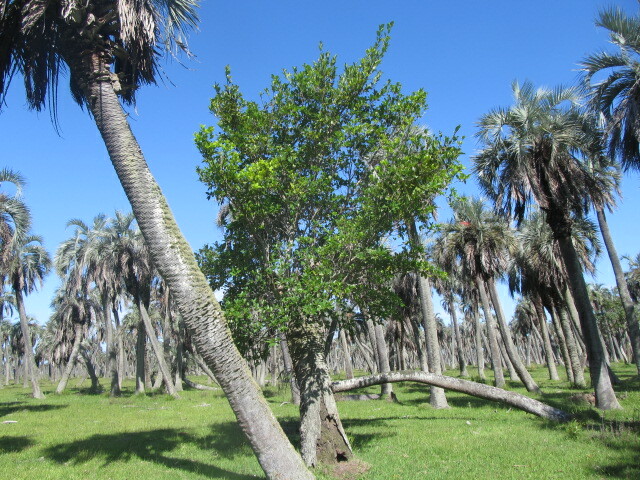 Imagem de Figueira