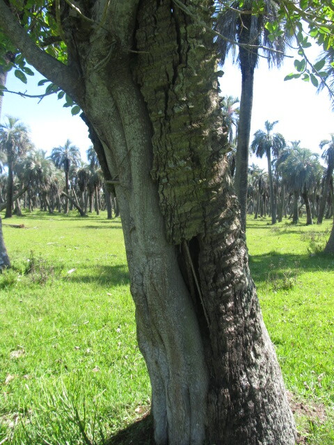 Imagem de Figueira