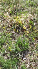 Chamaecytisus ratisbonensis