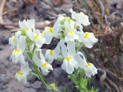 Linaria