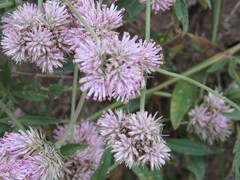 Gomphrena pulchella