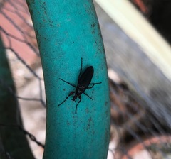 Bibio femoratus