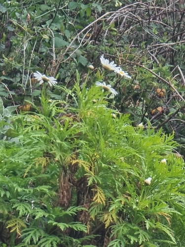 Argyranthemum dissectum (Argyranthemum dissectum)