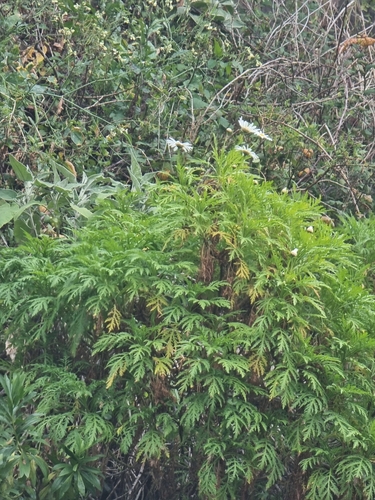 Argyranthemum dissectum, photograph 6