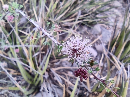 Image of Mimosa zygophylla by (c) Mauricio Calderón, some rights reserved (CC BY)