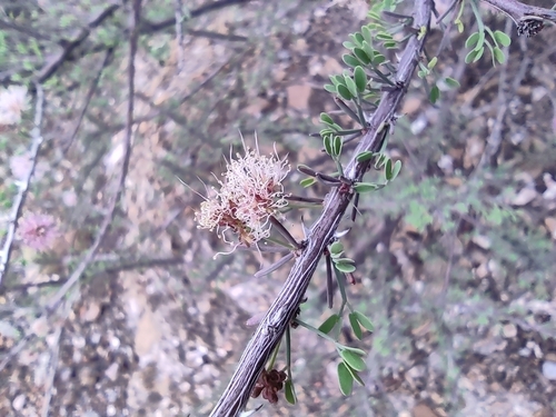 Image of Mimosa zygophylla by (c) Mauricio Calderón, some rights reserved (CC BY)
