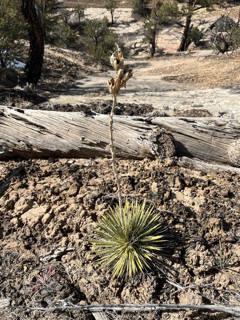 Dwarf Yucca from Bears Ears National Monument, Monticello, UT, US on ...