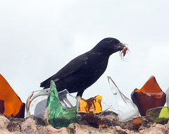 Bubalornis albirostris
