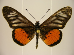 Acraea pelopeia