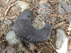 Limax cinereoniger