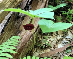 Trillium vaseyi
