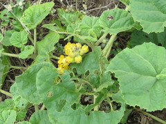 Ibicella lutea