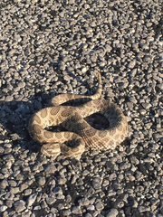 Sistrurus tergeminus