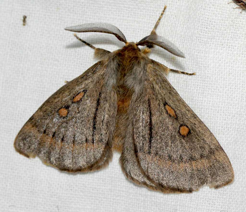 Anthela reltoni