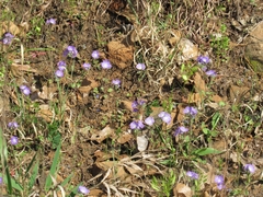 Phacelia strictiflora