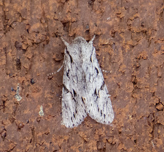 Egira crucialis